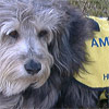 Ambassadog