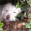 Siesta