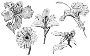 Pencil Drawings of flowers