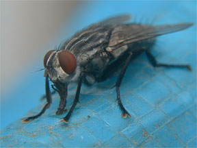 Closeup of housefly